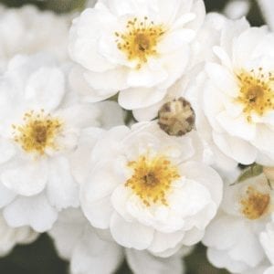 Closeup; 'Pretty Polly White' rose, white flowers w/ gold stamens