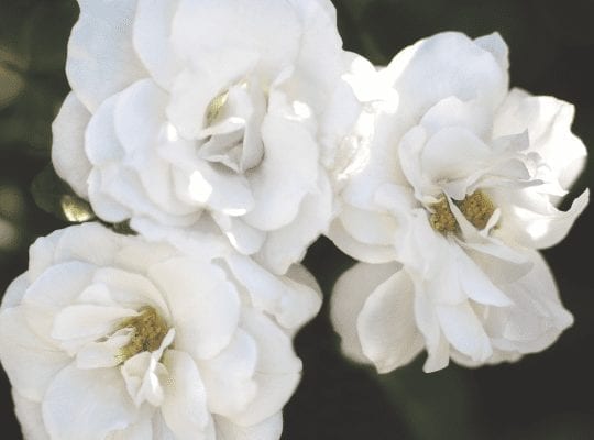 Closeup; 'White Veranda®' rose; pure white, 2.75 inch flowers
