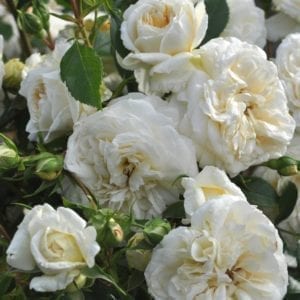 'White Veranda®' rose; pure white, 2.75 inch flowers
