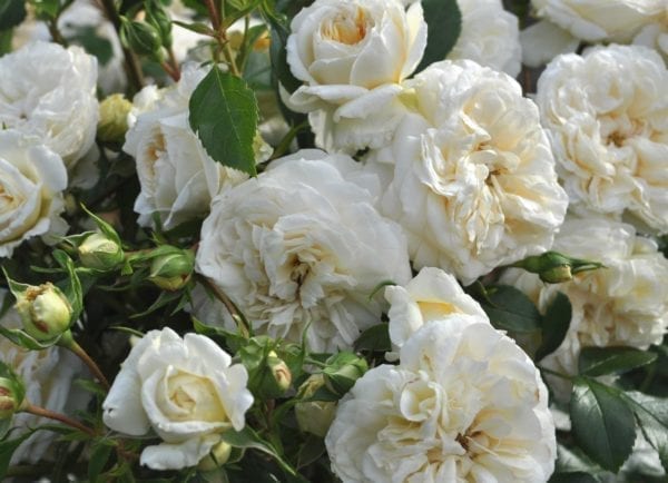 'White Veranda®' rose; pure white, 2.75 inch flowers