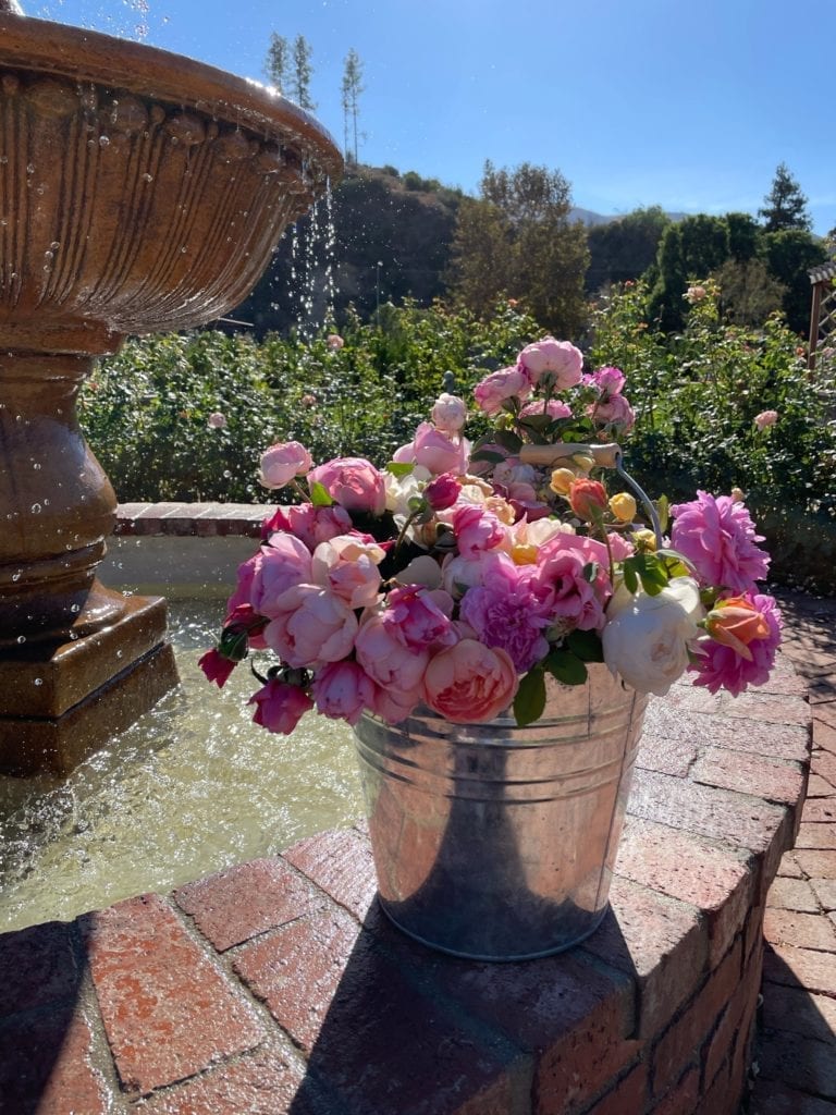 A galvanized water bucket is filled to the brim with fresh cut roses