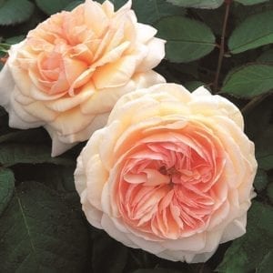 'A Shropshire Lad' rose; soft peachy pink 3.5 inch flowers