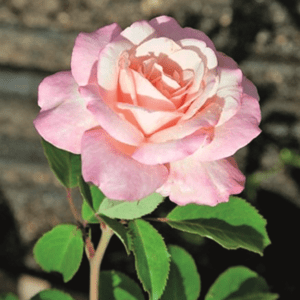 A single bloom from a 'Belinda’s Blush™' rose, cream with pink blush