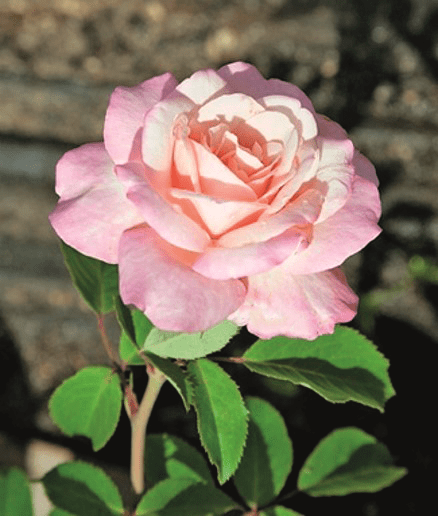 A single bloom from a 'Belinda’s Blush™' rose, cream with pink blush
