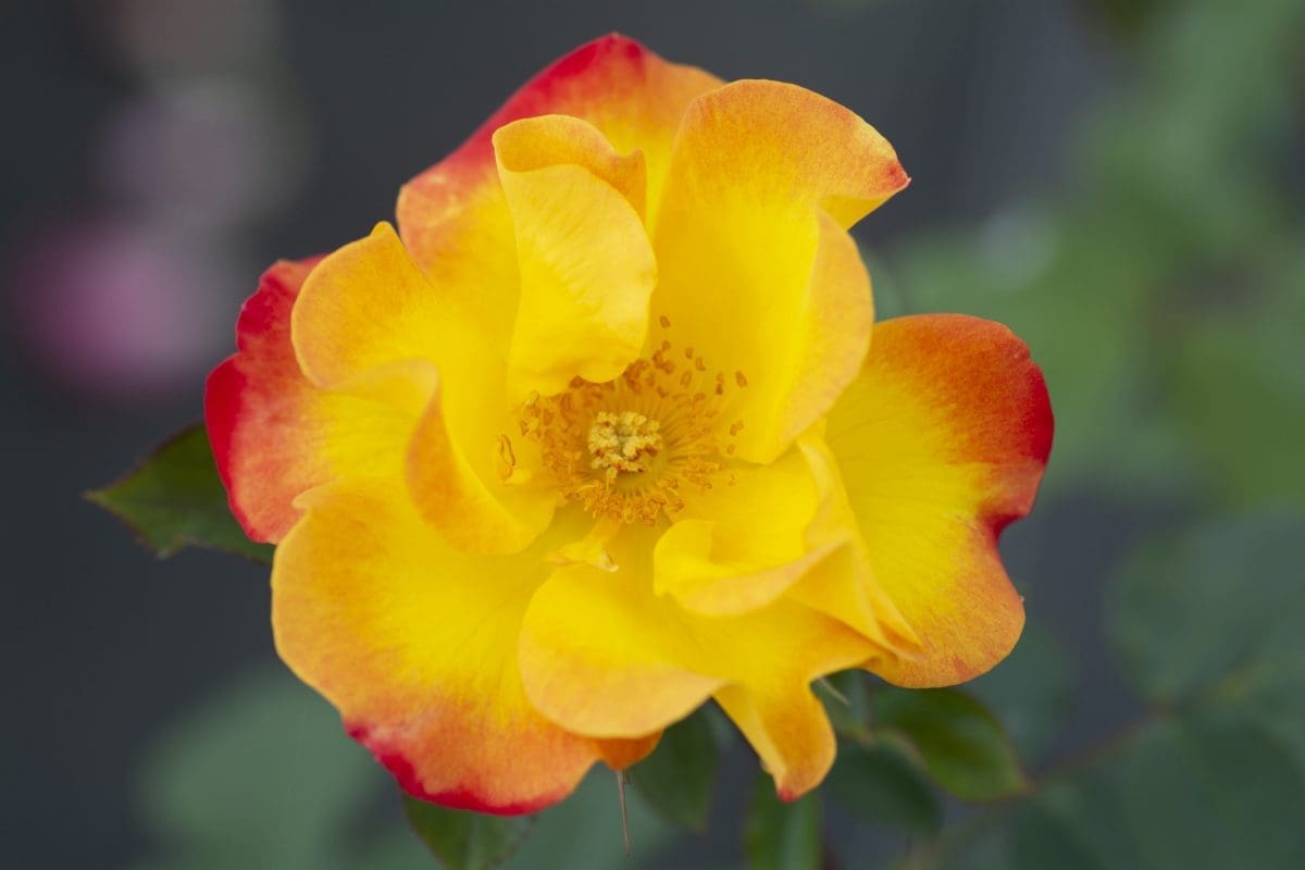 Closeup; 'Sunset Horizon™' rose with yellow, fading to deep pink-red, blooms