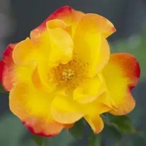 Closeup; 'Sunset Horizon™' rose with yellow, fading to deep pink-red, blooms