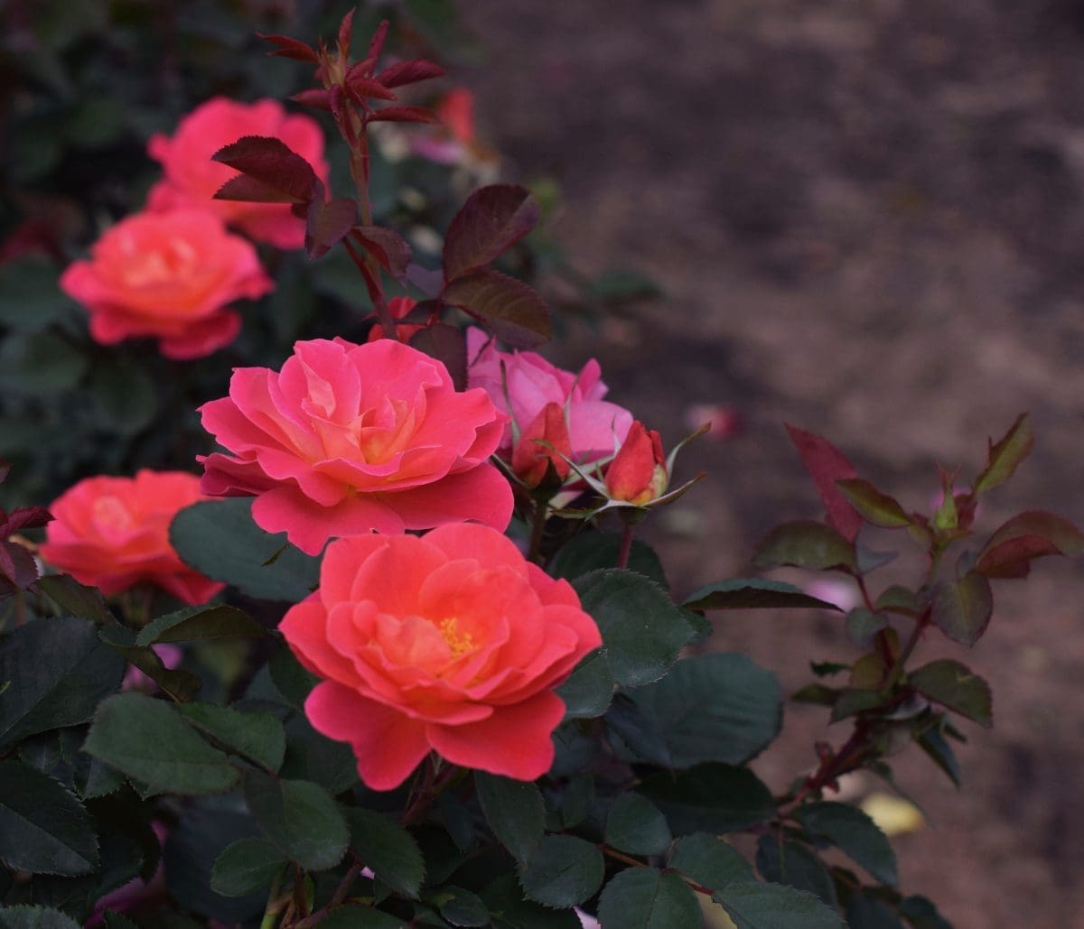 A Coral Miracle™ rose with rich, salmon-pink flowers