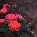 A Coral Miracle™ rose with rich, salmon-pink flowers