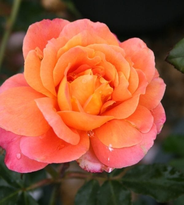 Closeup; 'Disneyland®' rose with apricot/orange/pink blooms