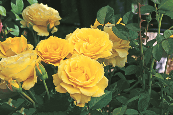 Doris Day – 24in rose tree; bright, even gold yellow