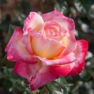 'Enchanted Peace™' rose; yellow, suffused with orange and pink, 4 inch flowers