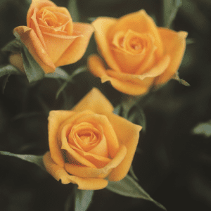 'Golden Sunblaze®' rose; with bright golden flowers