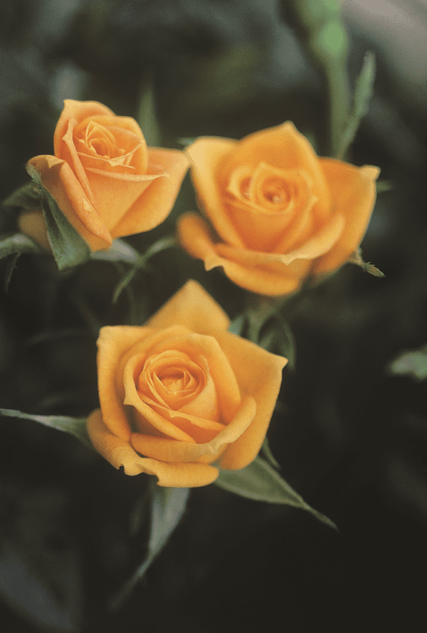 'Golden Sunblaze®' rose; with bright golden flowers