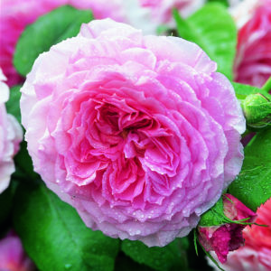 'James Galway™' rose; warm pink center, shading to pale pink 3.25 inch flowers
