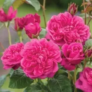 'James L Austin®' rose; deep pink, button eye. 4.5 inch flowers