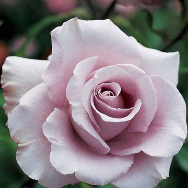 'Lagerfeld' rose; pale lavender/ light silver 4.5 inch flowers