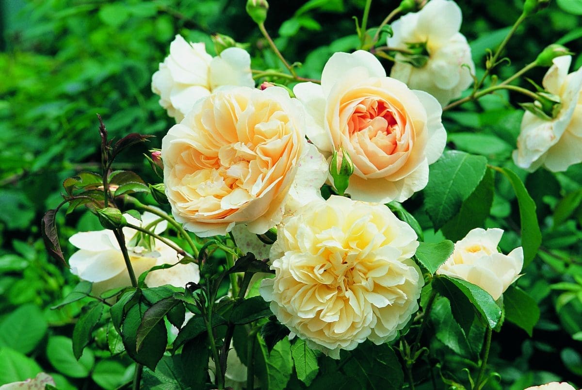 'Lichfield Angel™' rose; creamy apricot aging to creamy white 4 inch flowers