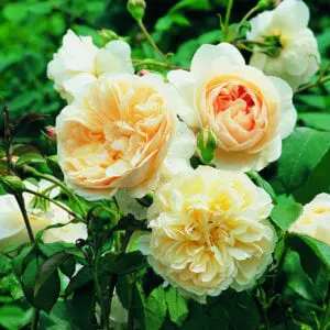 'Lichfield Angel™' rose; creamy apricot aging to creamy white 4 inch flowers