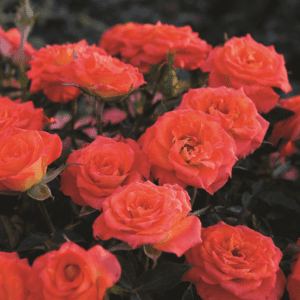 'Mandarin Sunblaze®' rose; miniature, bright orange 1¾ inch flowers