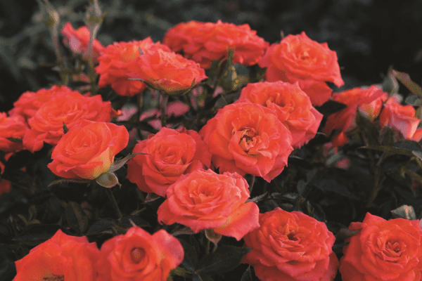 'Mandarin Sunblaze®' rose; miniature, bright orange 1¾ inch flowers