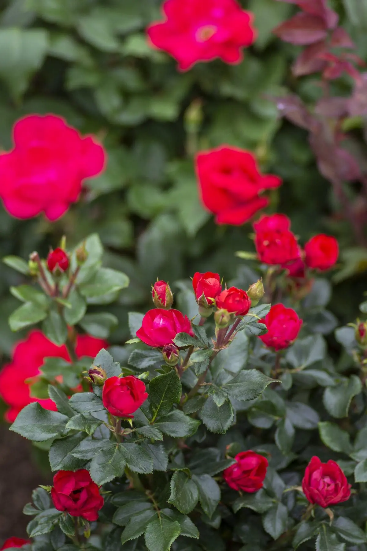 Closeup; a Petite Knock Out Rose® with cherry-red flowers