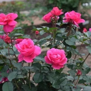 A small potted 'Miracle on the Hudson®' rose with pink flowers