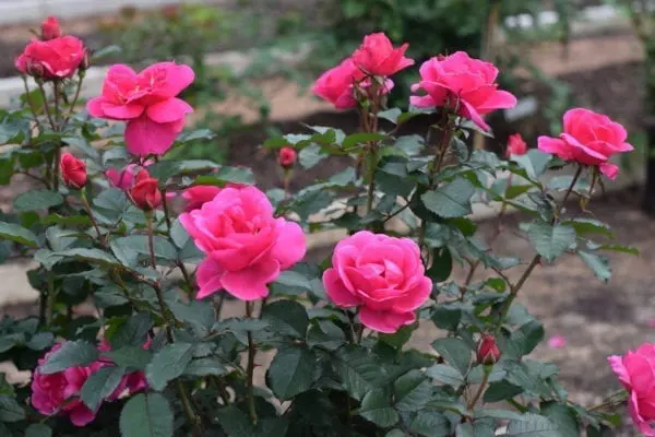 A small potted 'Miracle on the Hudson®' rose with pink flowers