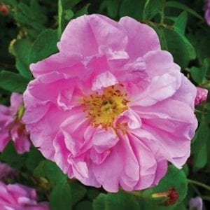 'Pink Pavement' rose; rose-pink to mauve, 4 inch flowers