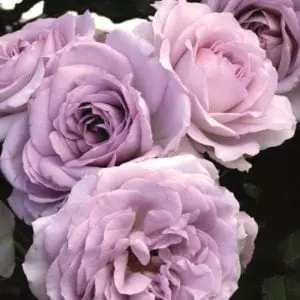 Closeup; A Silver Lining™ rose, with silver-lavender blooms