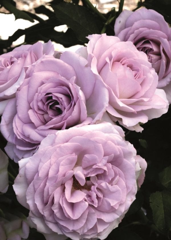 Closeup; A Silver Lining™ rose, with silver-lavender blooms