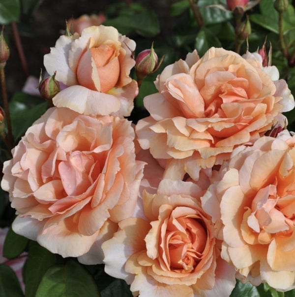 A Soul Sister™ Sunbelt® rose shrub