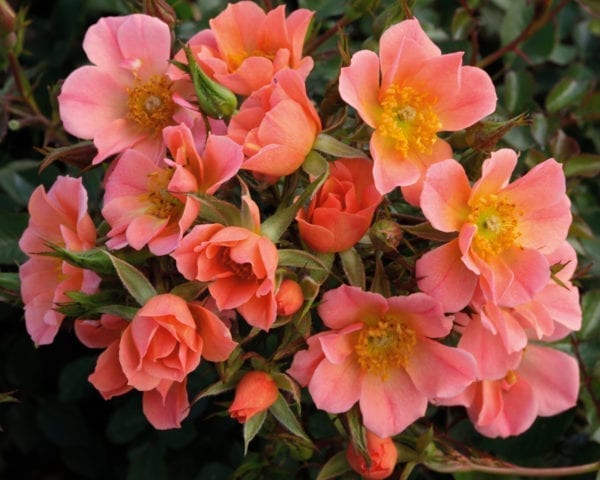 'Sunset Happy Trails™' rose; salmon fading to light pink, 1 inch flowers
