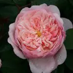 Closeup;  'The Alnwick® Rose' rose, rich, soft pink 2.75 inch flowers