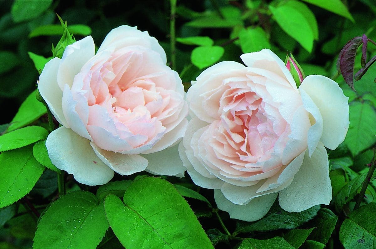 'The Generous Gardener®' rose; very soft pink 2.5 inch flowers