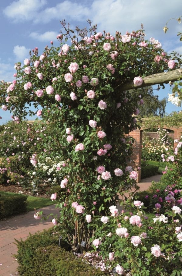 'The Generous Gardener®' rose; very soft pink 2.5 inch flowers