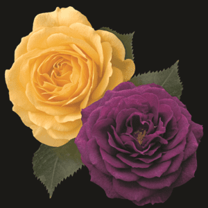 Twofer – Ebb Tide™ & Julia Child™ – 36in tree; smoky, deep plum purple and butter gold flowers