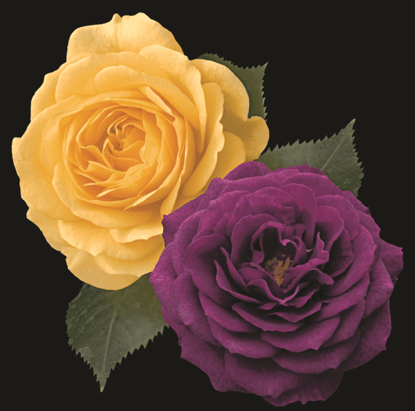 Twofer – Ebb Tide™ & Julia Child™ – 36in tree; smoky, deep plum purple and butter gold flowers