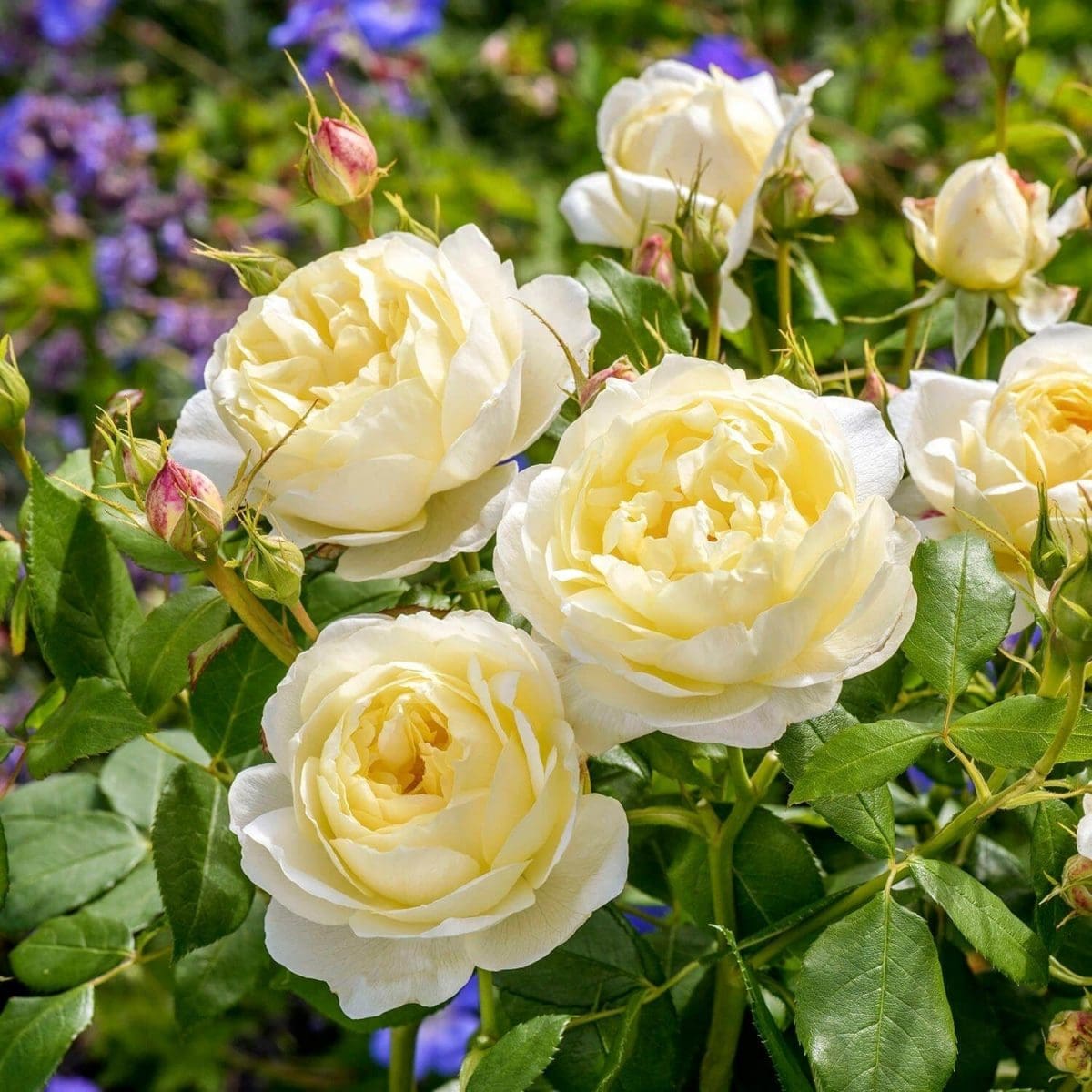 'Vanessa Bell' rose; rich yellow eye, paleing at edges, 3.75 inch flowers