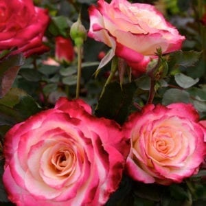Closeup; A 'White Lies™' rose with white-reverse to deep red blooms