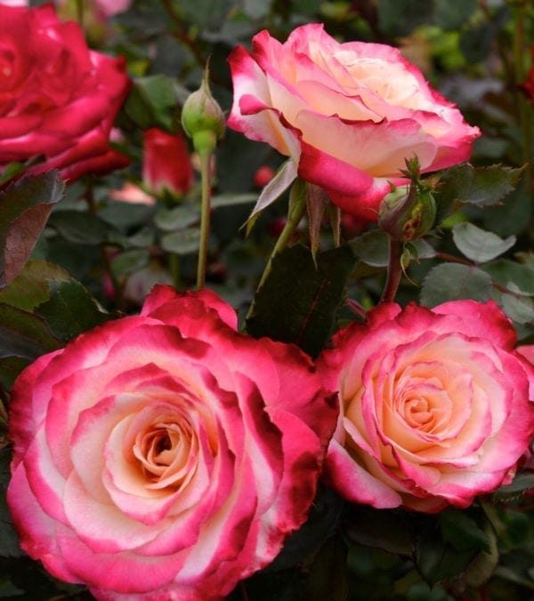 Closeup; A 'White Lies™' rose with white-reverse to deep red blooms