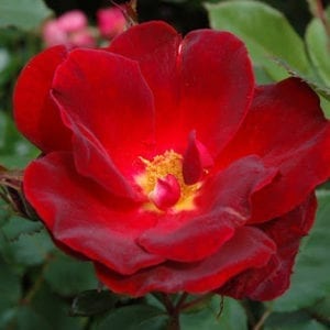 A 'Miracle on the Hudson®' rose bloom, with rich red double-blooms