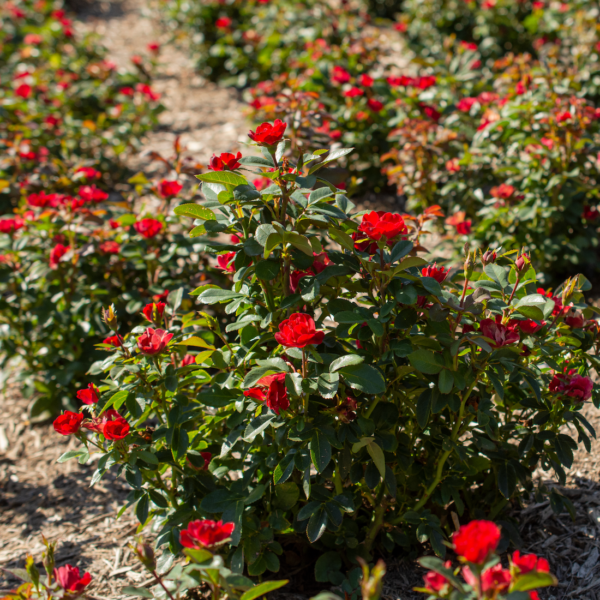 A mature 'Petite Knock Out Rose®' w/ cherry red blooms