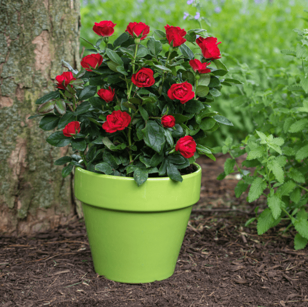 A 'Petite Knock Out Rose®' in a green 6 inch pot, w/ cherry red blooms