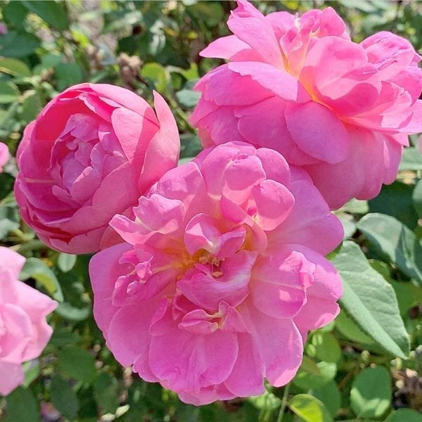 Closeup; 'Sitting Pretty™' rose with ruffled, pink flowers