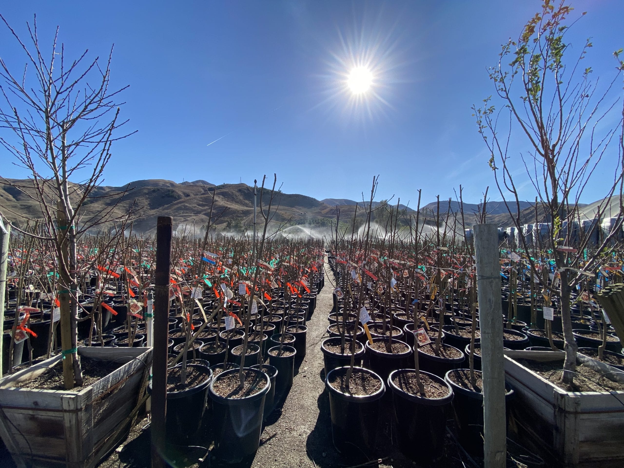 Young fruit trees are pictured lined up in rows, water archs over the plants in the background