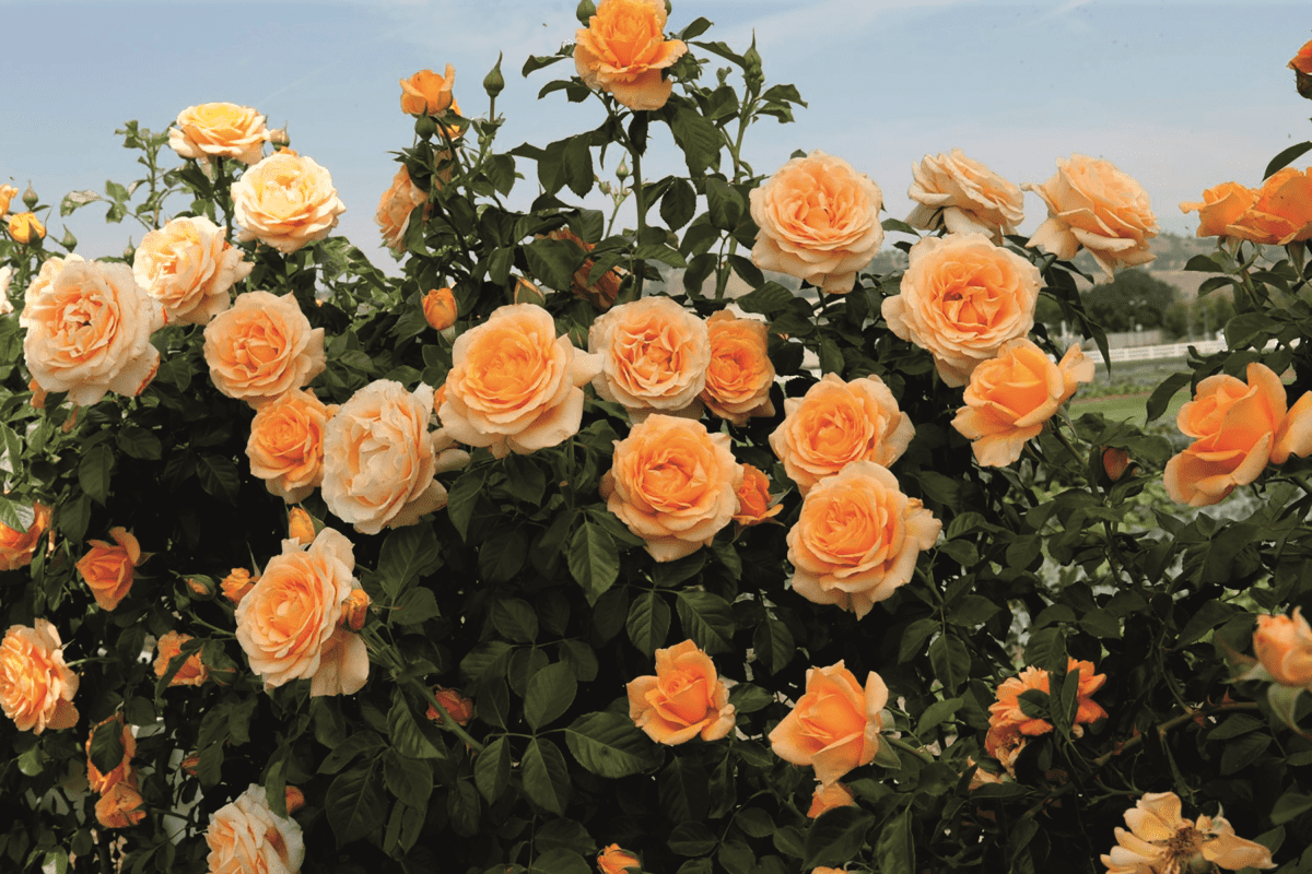 A mature Golden Opportunity™ climbing rose in full bloom (golden yellow)