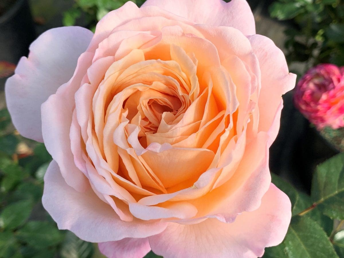 Closeup 'Sespe Sunrise' rose in bloom (pink/peach with a glow)