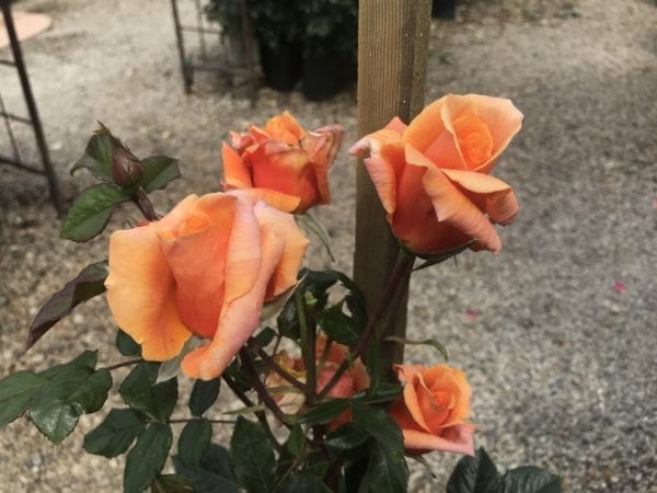 Closeup of Tangerine Skies (Arborose®) climbing rose, (deep pink))