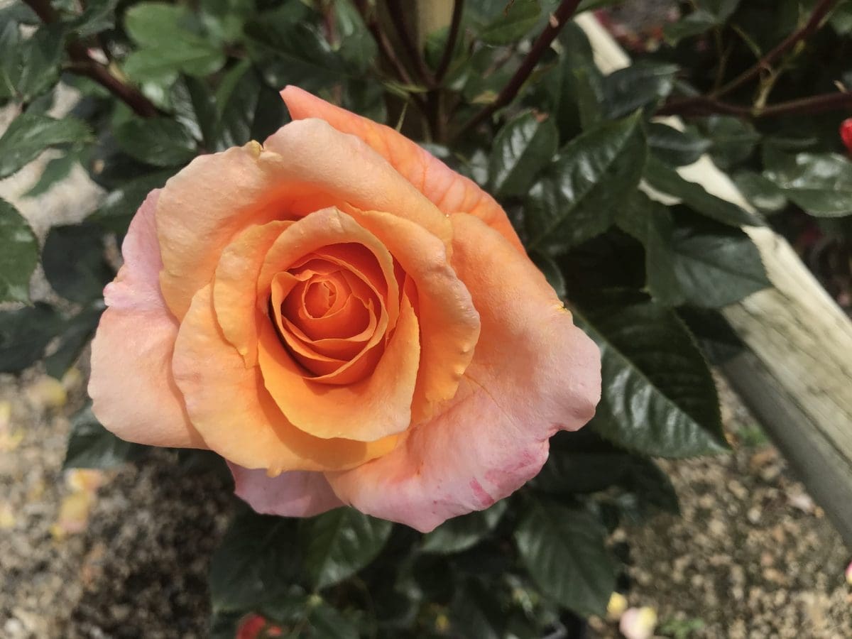 Closeup of a single Tangerine Skies (Arborose®) rose bloom