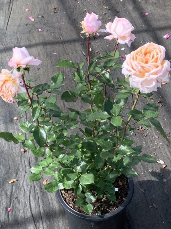 A potted 'Sespe Sunrise' rose